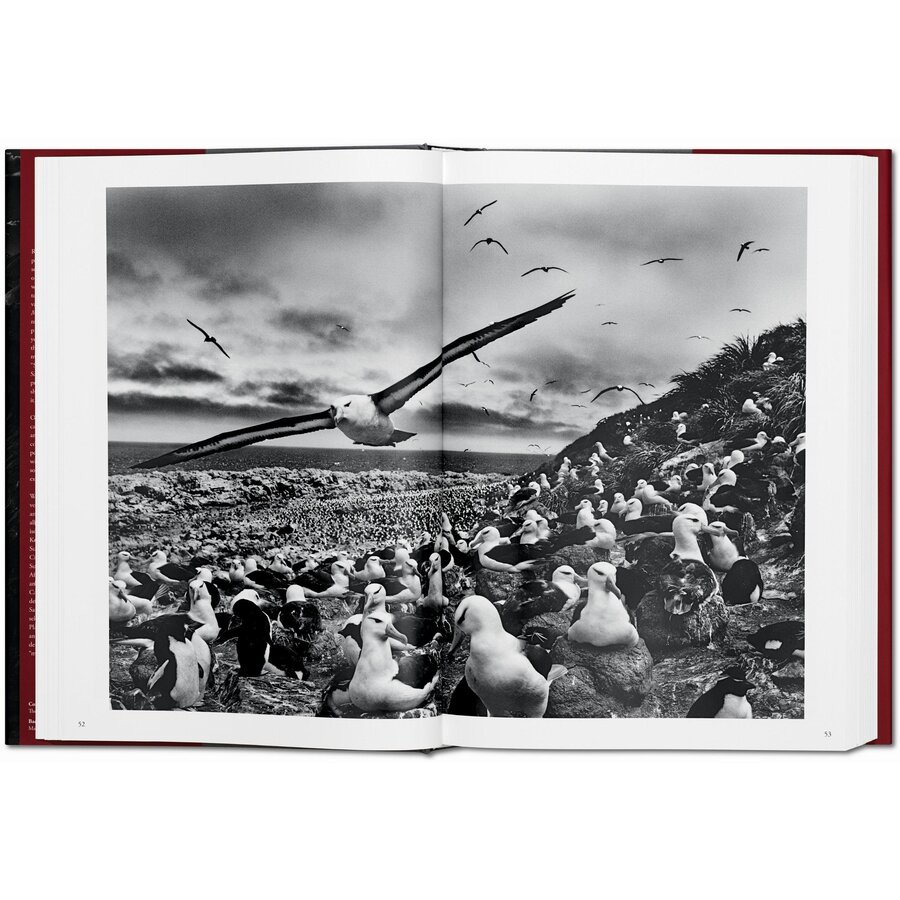 SALGADO, GENESIS 80