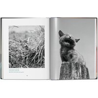 CHANDOHA, CATS 40