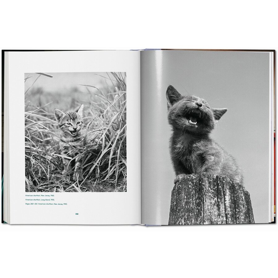 CHANDOHA, CATS 40