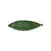 Lang blad 39cm cabbage groen