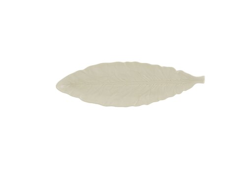  Long leaf 39cm cabbage white 