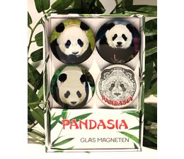 Pandasia Magnete aus Glas Pandasia