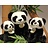 Pandasia Re-Pets panda Large