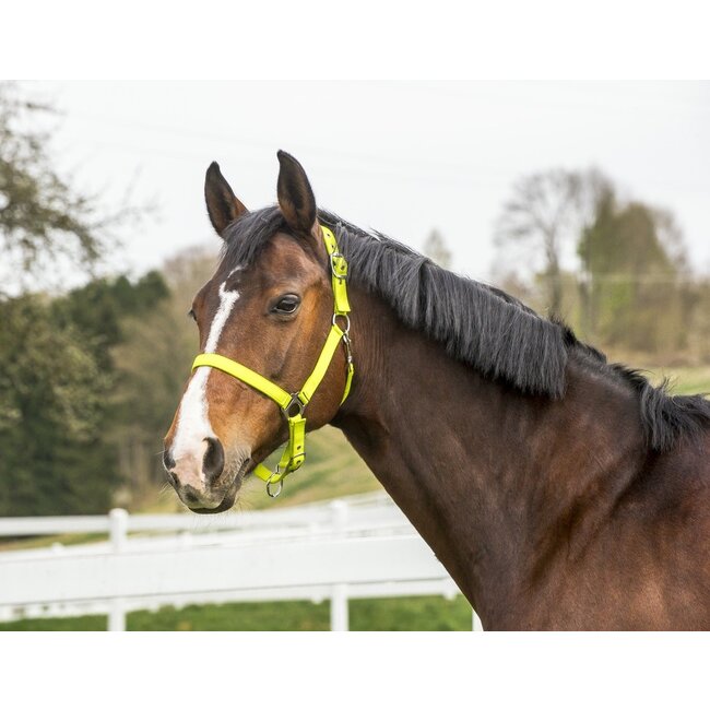 Norton Norton fluor halster