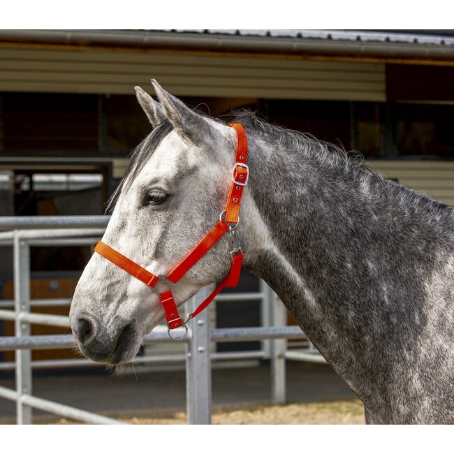 Norton Norton fluor halster