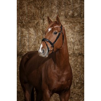 Norton Norton pro Hoofdstel Brillant Cob