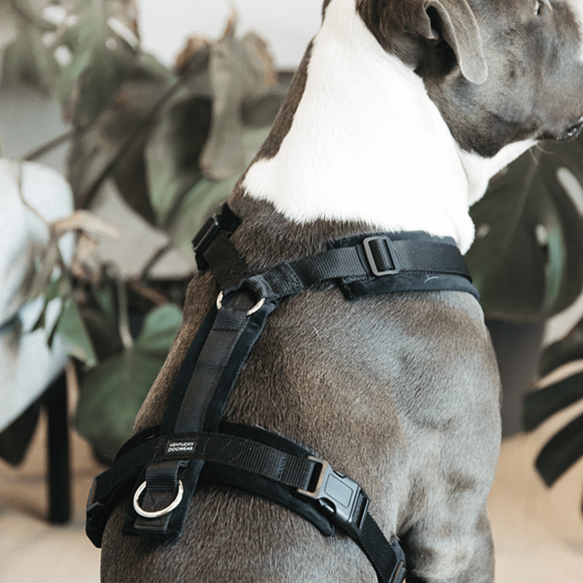 Kentucky Horsewear Kentucky Dog Harness active velvet