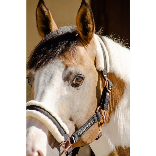 Harcour Holly Halter and Lead rope