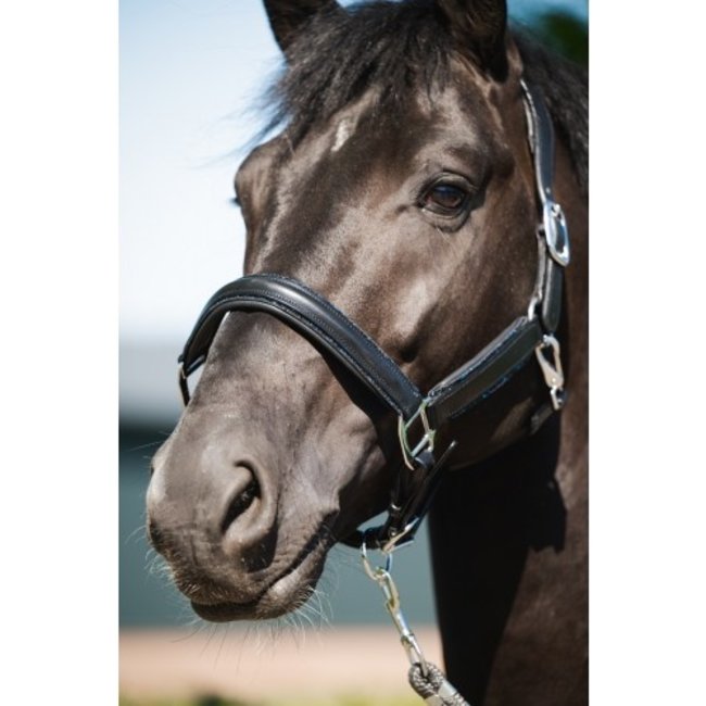 HB Ruitersport HB showtime halster glitty