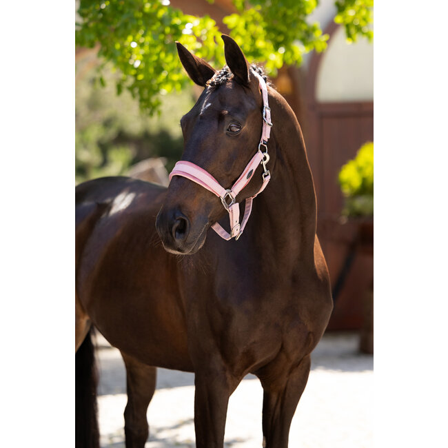 LeMieux 25SS Versailles Headcollar