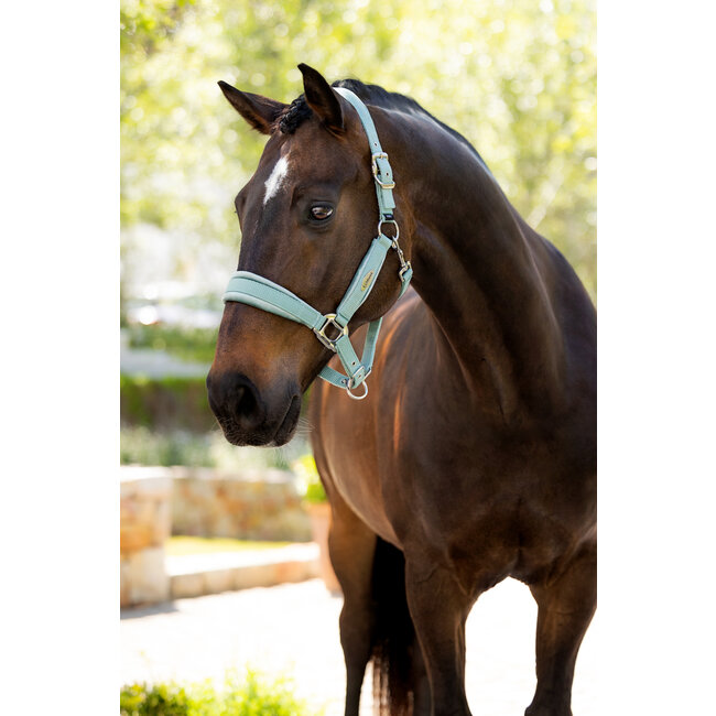 LeMieux 25SS Versailles Headcollar