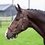 HV Polo Halster HVPNena F/W25