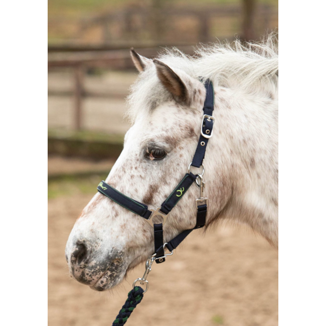 Harry's Horse Halsterde Stout navy lime