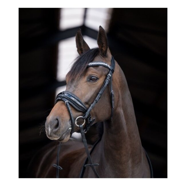 HB Ruitersport HB Showtime Stockholm Hoofdstel