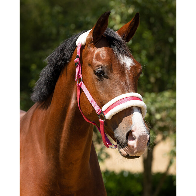 Halster cali