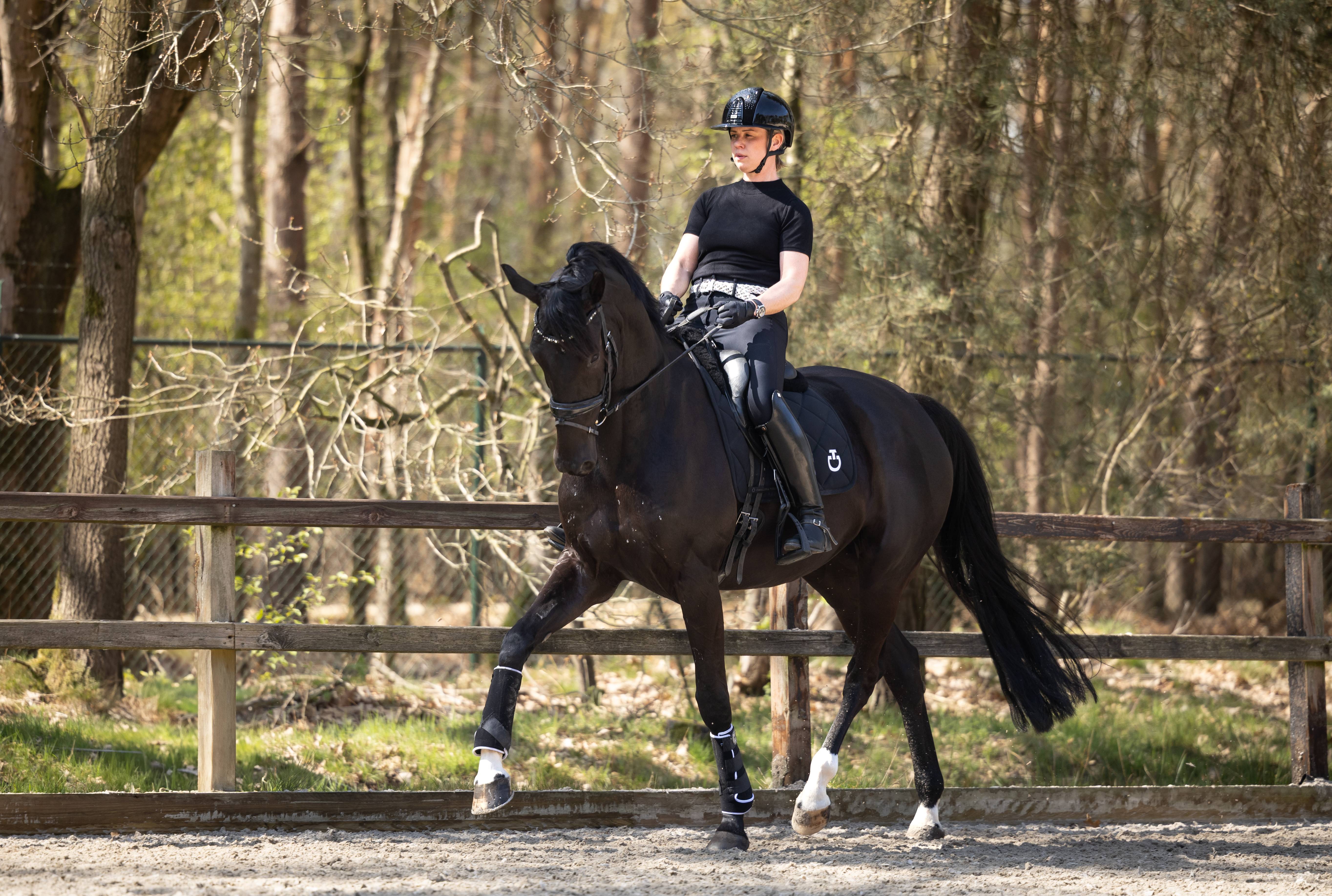 Paard 