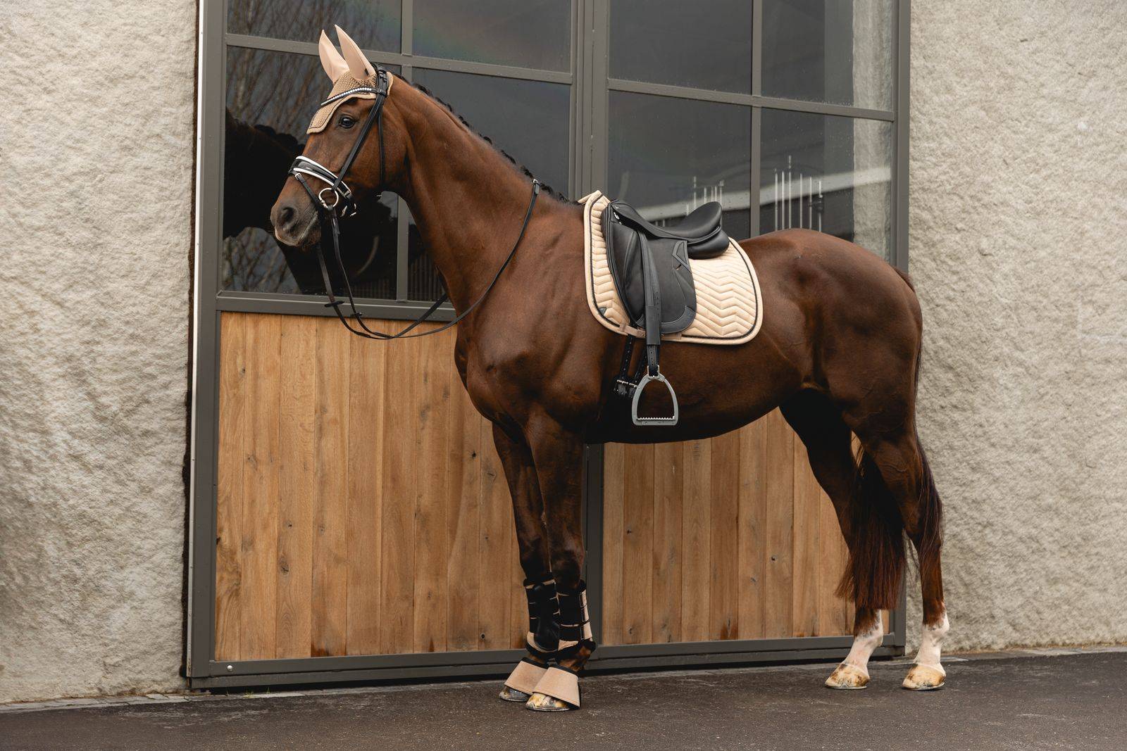 Paard 