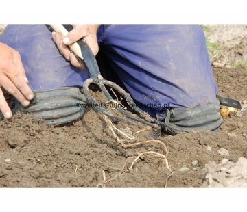 Kwaliteits-tuingereedschap Zeeuwse Aardappelriek