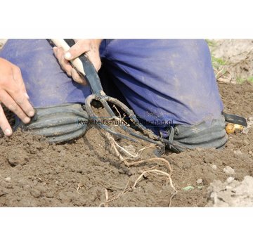 Kwaliteits-tuingereedschap Zeeuwse Aardappelriek