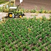 Busch Aardappelplanten 30 stuks (1:87)