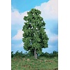 Heki Kastanje boom 1 stuks 30 cm hoog