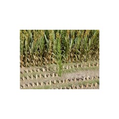 Juweela Maisplanten groen 50 stuks (H 10cm)