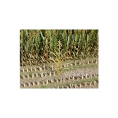 Juweela Maisplanten geel bruin 50 stuks (H 10cm)