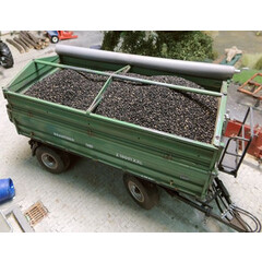 Juweela Koolzaad lading (200 gram)