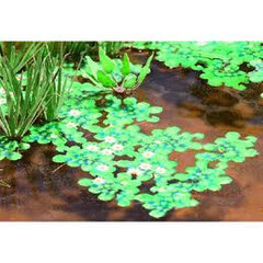 Noch Waterlelies ca. 60cm2 Laser-cut (1:87)