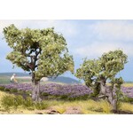 Noch Olijf bomen (H 6-9cm)
