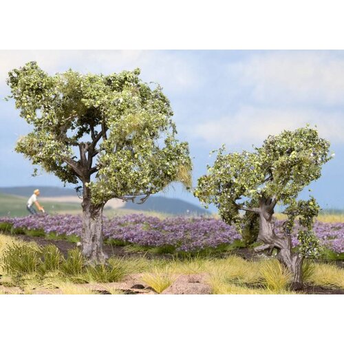 Noch Olijf bomen (H 6-9cm)