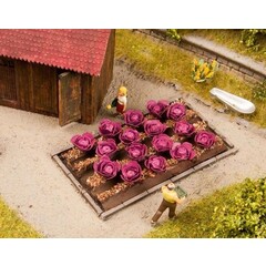 Noch Rode kool veld met 16 planten