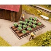 Noch Witte kool veld 16 planten 3 x 6cm