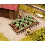 Noch Witte kool veld 16 planten 3 x 6cm