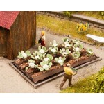Noch Bloemkool veld met 16 planten 3 x 6 cm