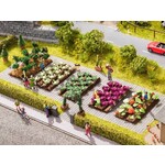 Noch Bloemkool veld met 16 planten 3 x 6 cm