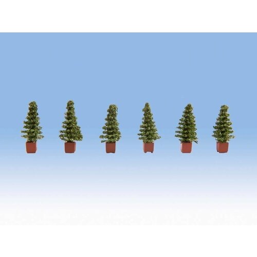 Noch Thuja coniferen in pot (6 stuks)