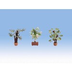 Noch Mediterraanse planten in pot (3 stuks)