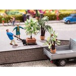 Noch Mediterraanse planten in pot (3 stuks)