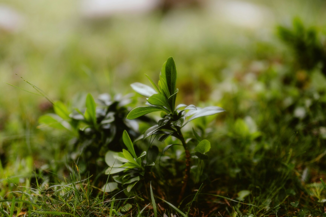 Onkruid in de tuin? Zo kom je er vanaf
