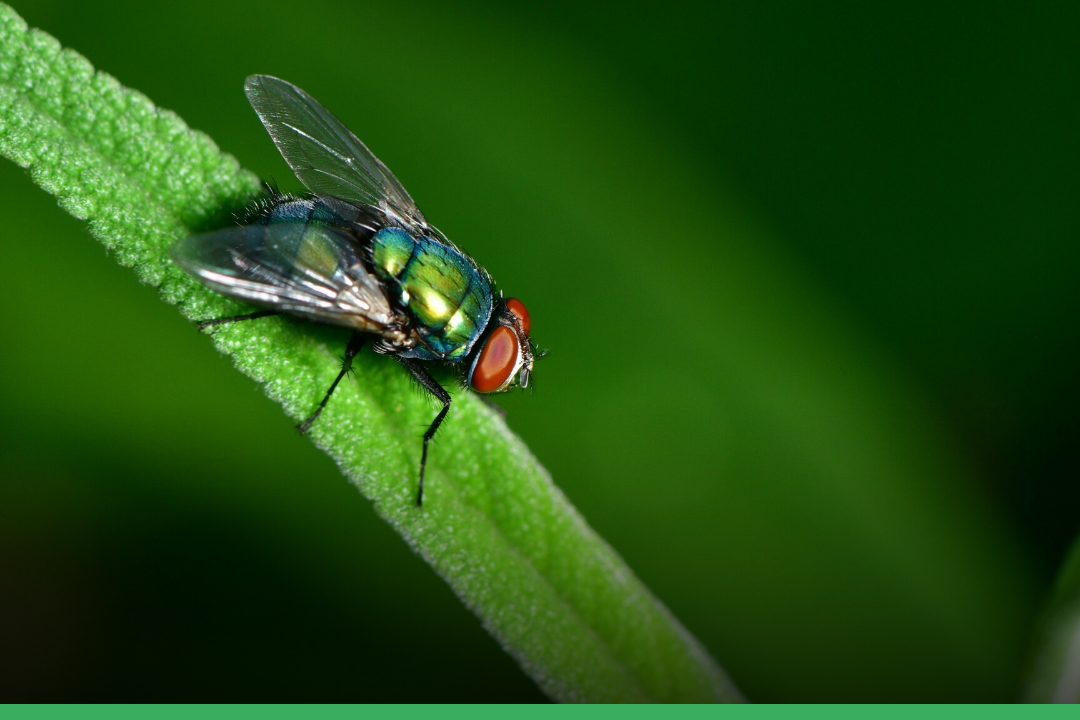 Zo houd je jouw huis en tuin vliegvrij