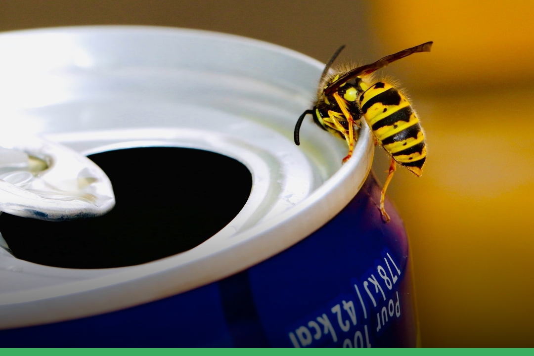 Zo voorkom en bestrijd je wespenoverlast op een milieuvriendelijke manier