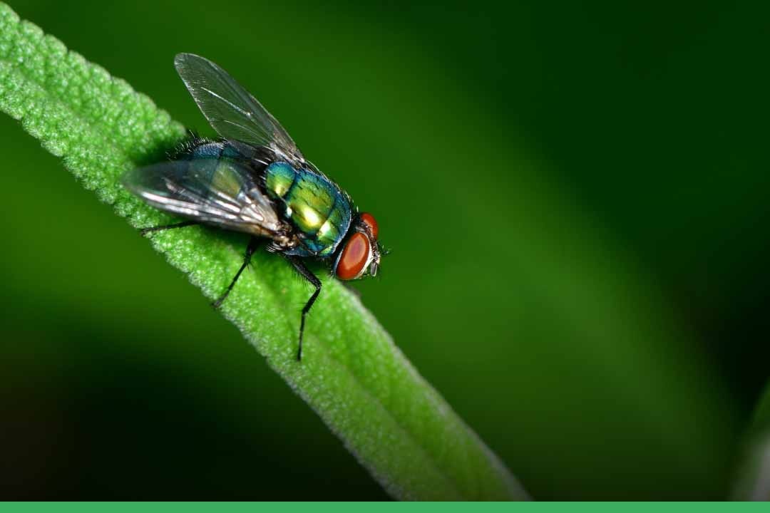 Zo houd je jouw huis en tuin vliegvrij