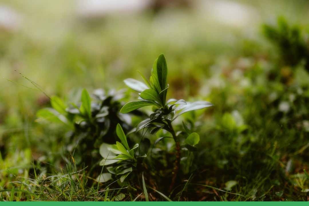 Onkruid in de tuin? Zo kom je er vanaf
