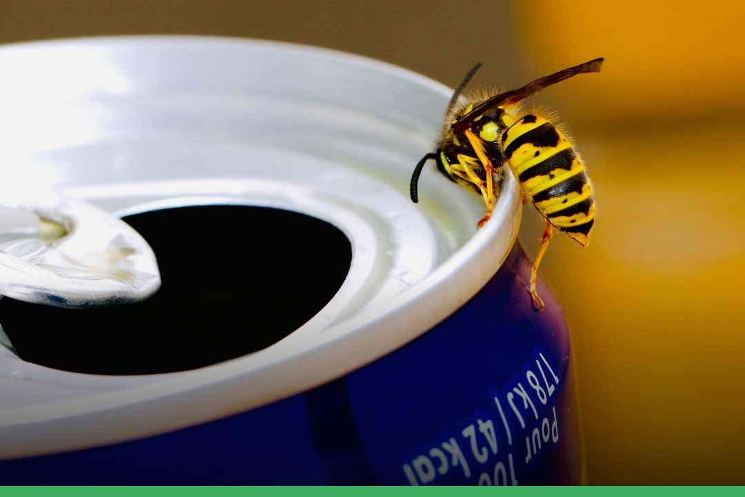 Zo voorkom en bestrijd je wespenoverlast op een milieuvriendelijke manier