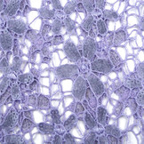 Lace Sequins Pua Nani Purple