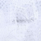 Lurex on Tulle Brilo White