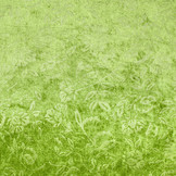 Velours de Panne Kukka Donker Lime