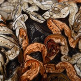 Mesh Bloem Lint Oranje Beige