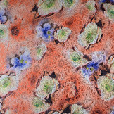 Brocade Floral Motif Floro Coral